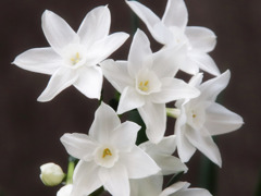Paper White