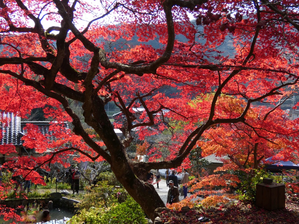 大國寺　紅葉