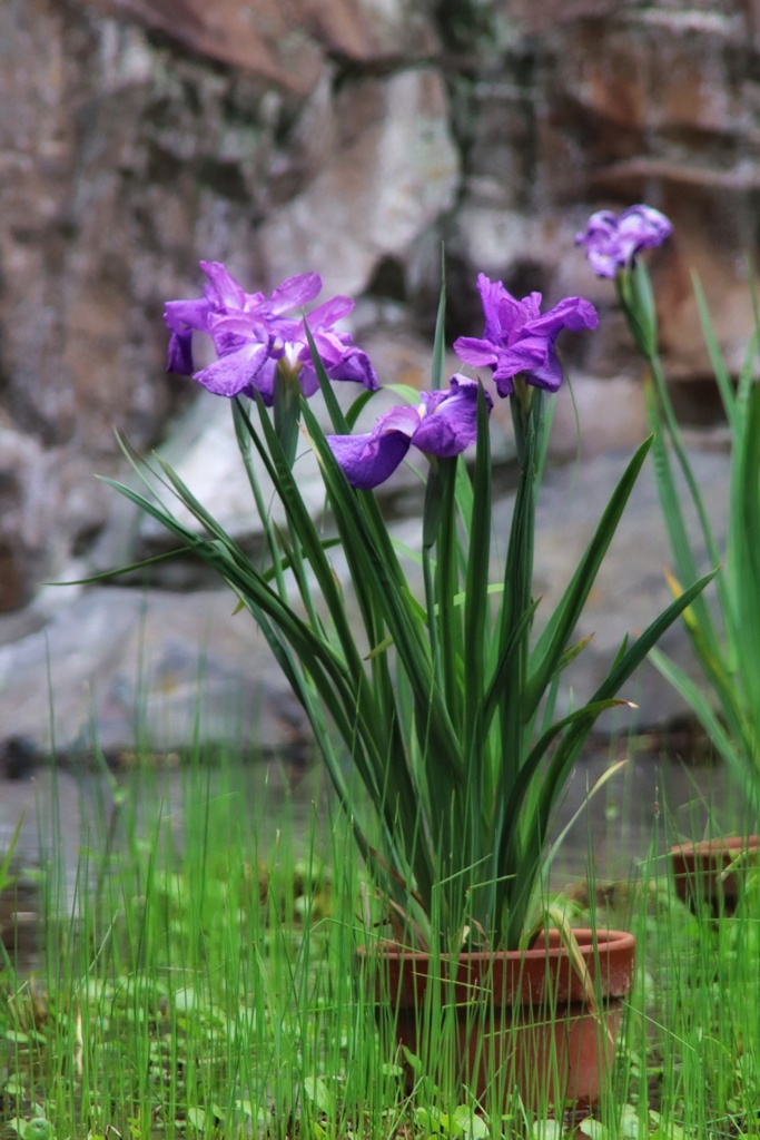 城北菖蒲園にて