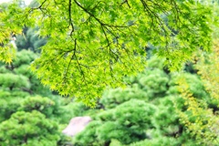 緑の中のみどり