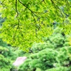 緑の中のみどり