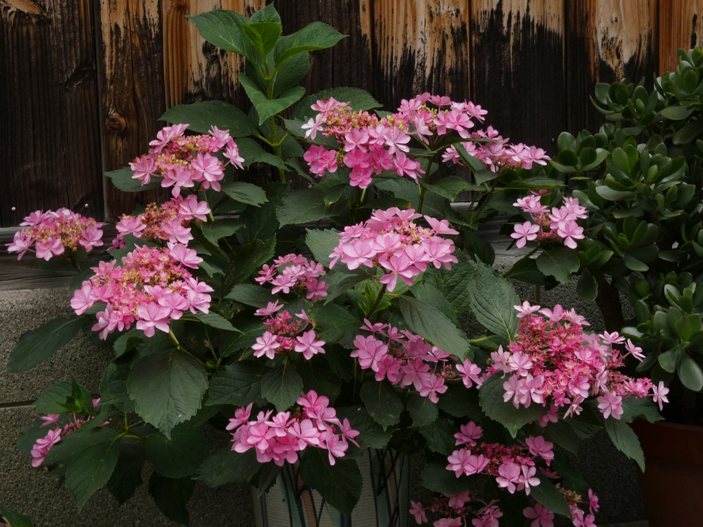 近所の紫陽花
