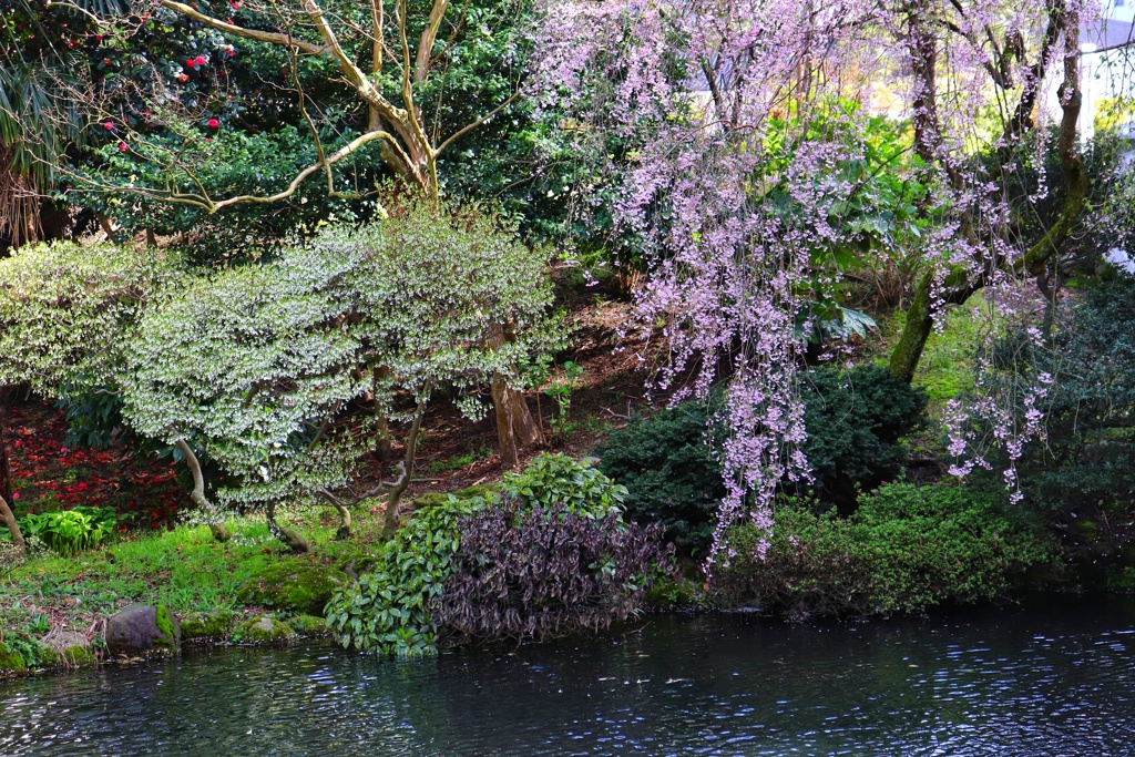 松川公園（富山）①