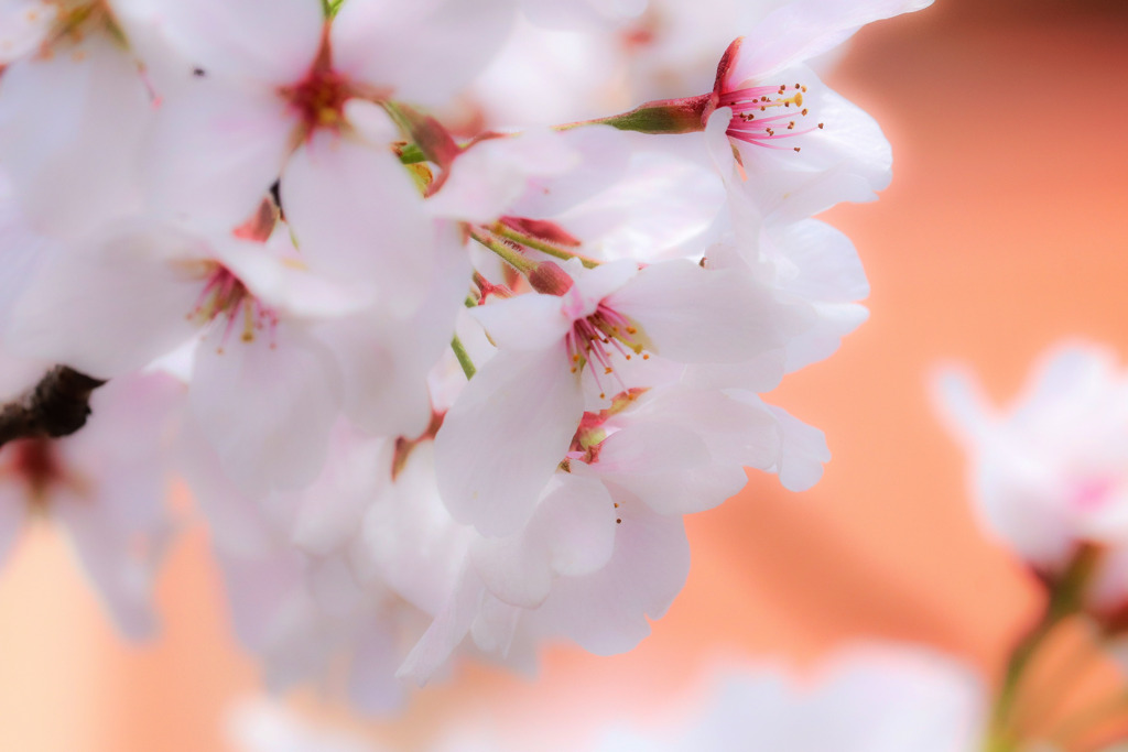近所の桜