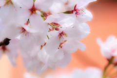 近所の桜