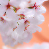 近所の桜
