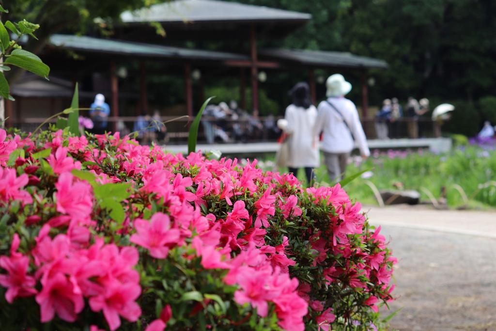 城北菖蒲園にて