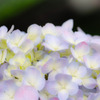 紫陽花