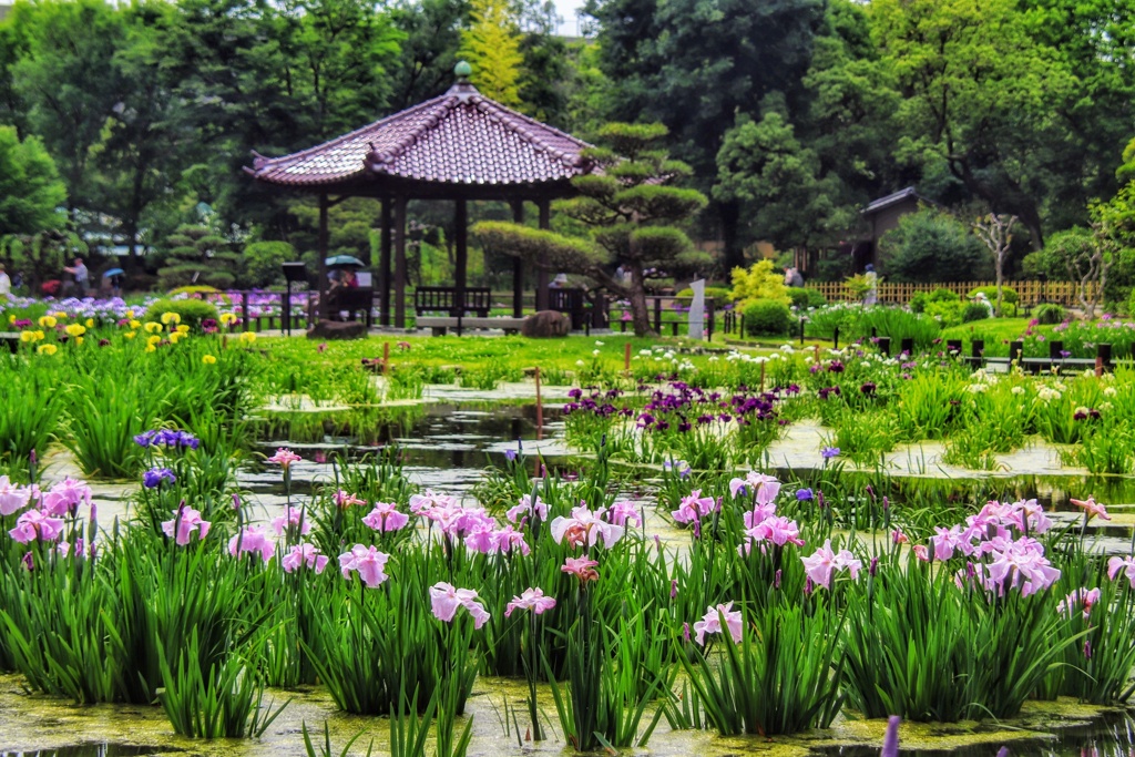 菖蒲園
