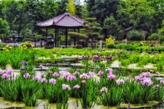 菖蒲園