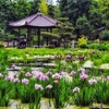 菖蒲園