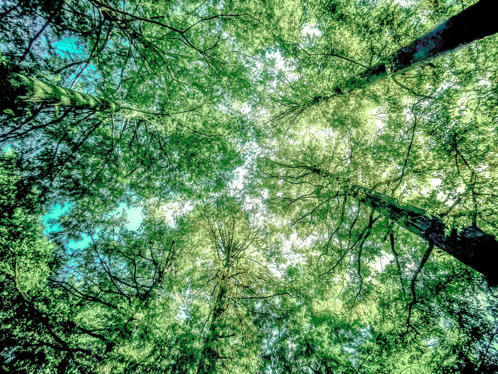GREEN