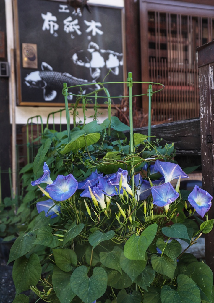玄関の花(2)