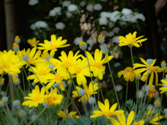 河川敷の花