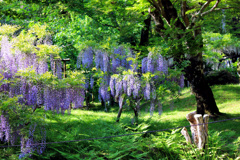 萬葉植物園　藤