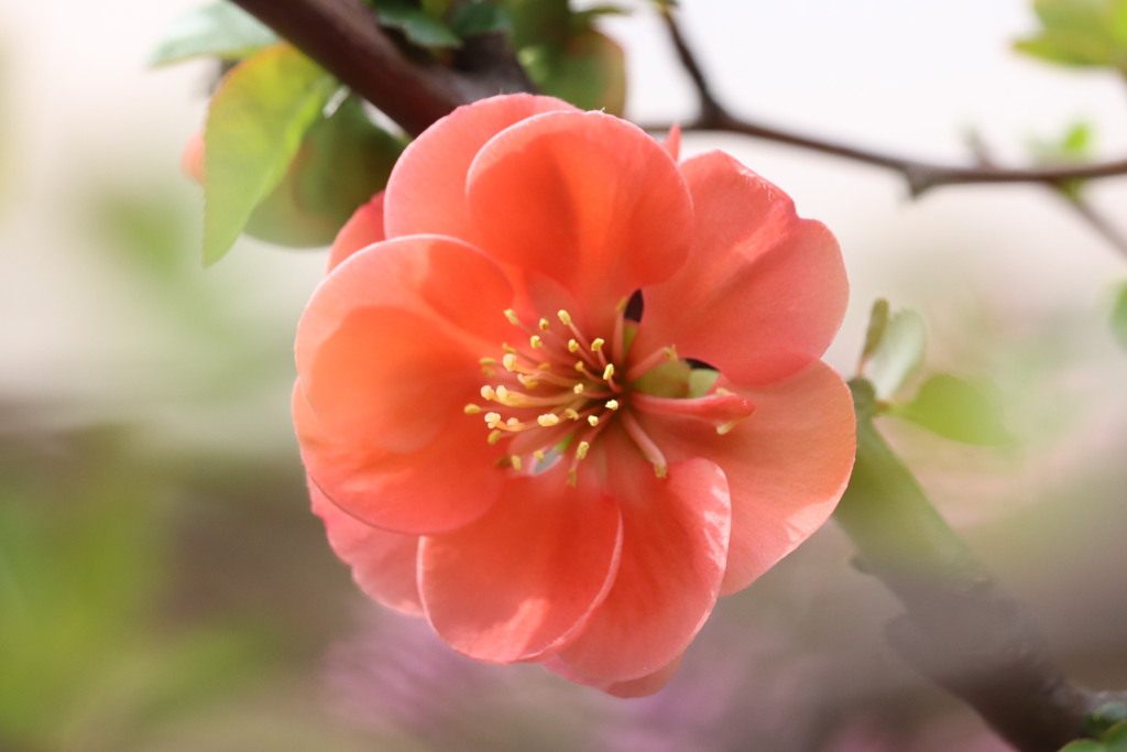 ボケの花