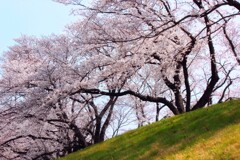 土手に咲く