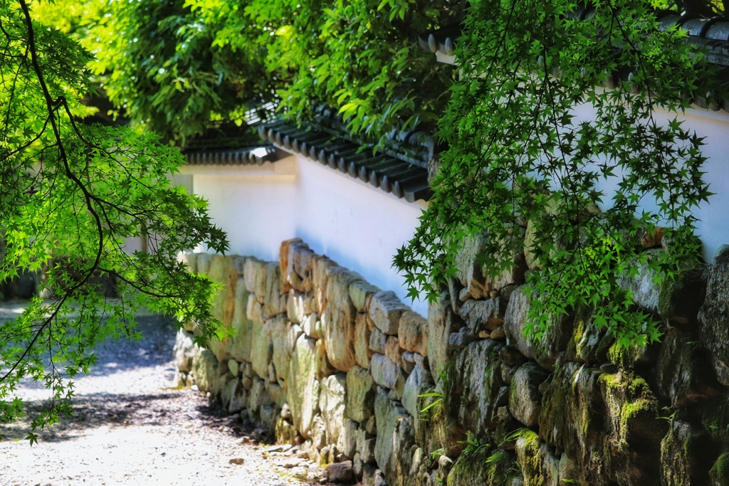 青モミジと白壁