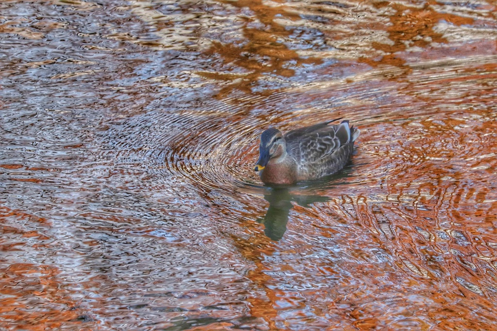 公園の水鳥