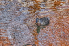 公園の水鳥