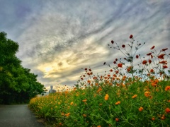 河川敷のコスモス
