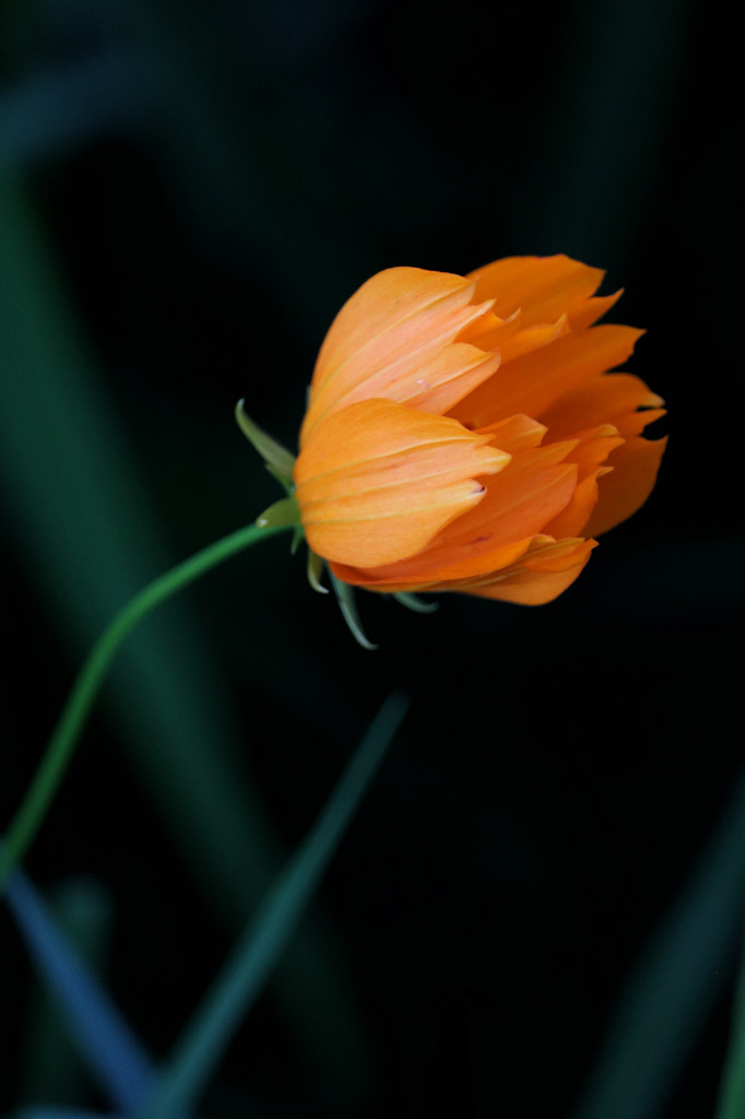花一輪