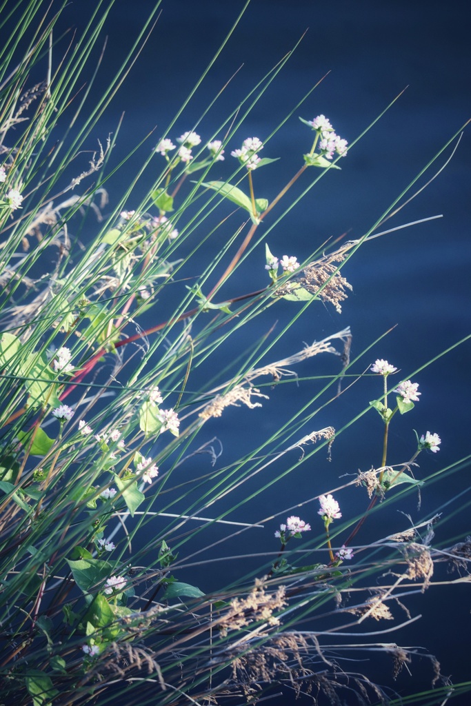 水辺の野草