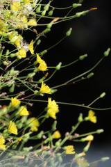 Unknown　flower