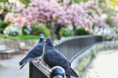 会話「今日の夕飯何食べたい？」