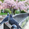 会話「今日の夕飯何食べたい？」