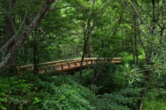 森の架け橋