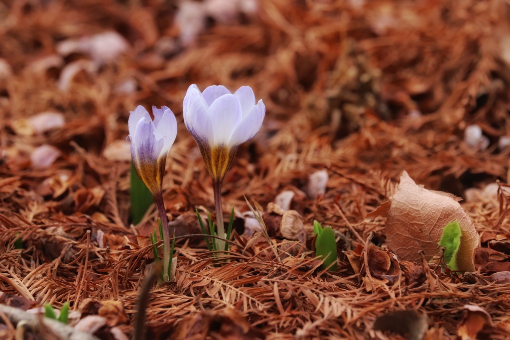 クロッカス
