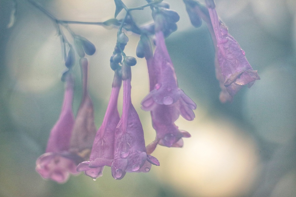 ストロビランテス・ハミルトニアナ