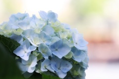 紫陽花