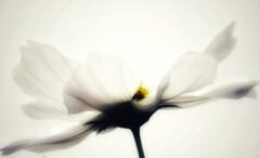 コスモス(4)