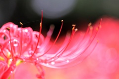 蕊
