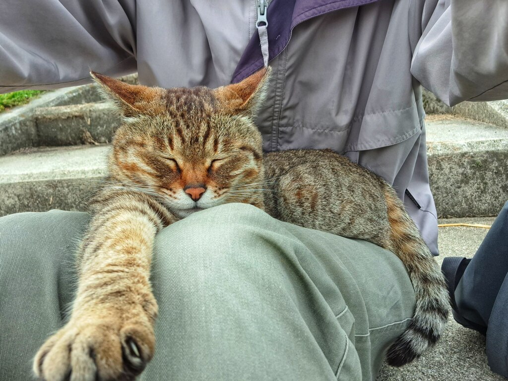 眠いんだからもう撮るのやめて