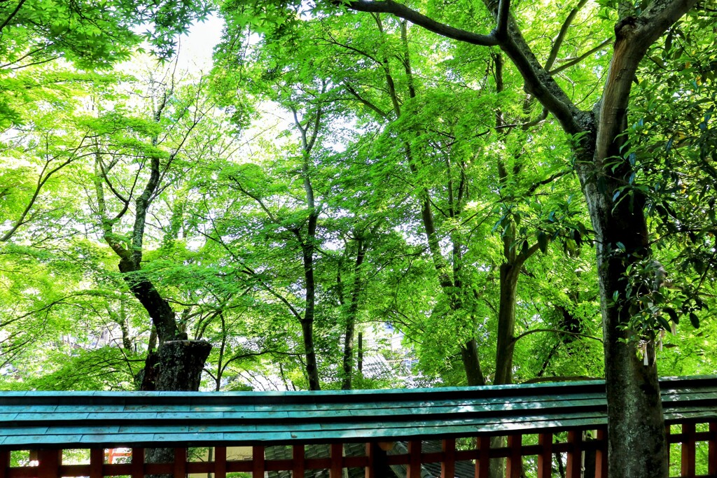 とある神社の緑