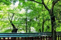 とある神社の緑