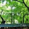 とある神社の緑