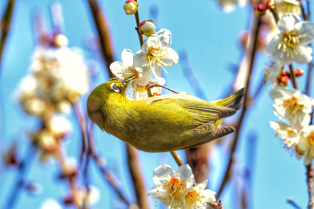 ウメジロー