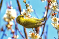 ウメジロー
