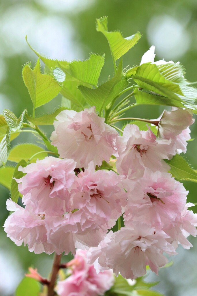 造幣局　桜