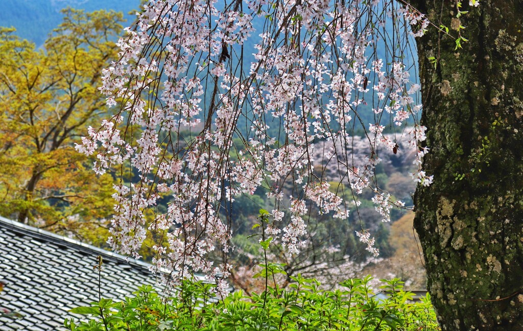 長谷寺　枝垂れ桜