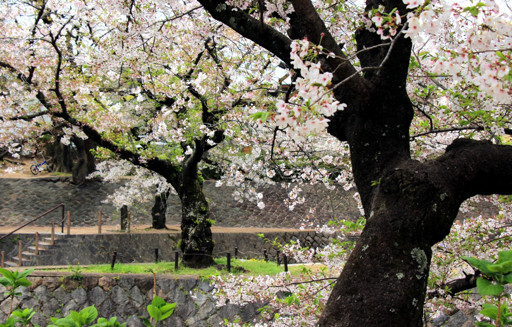 夙川の桜