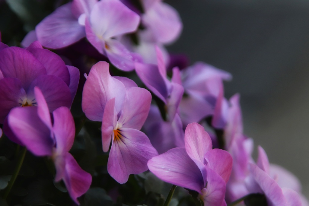 近所の花