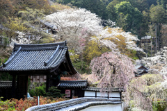 長谷寺の桜