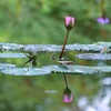 蓮池