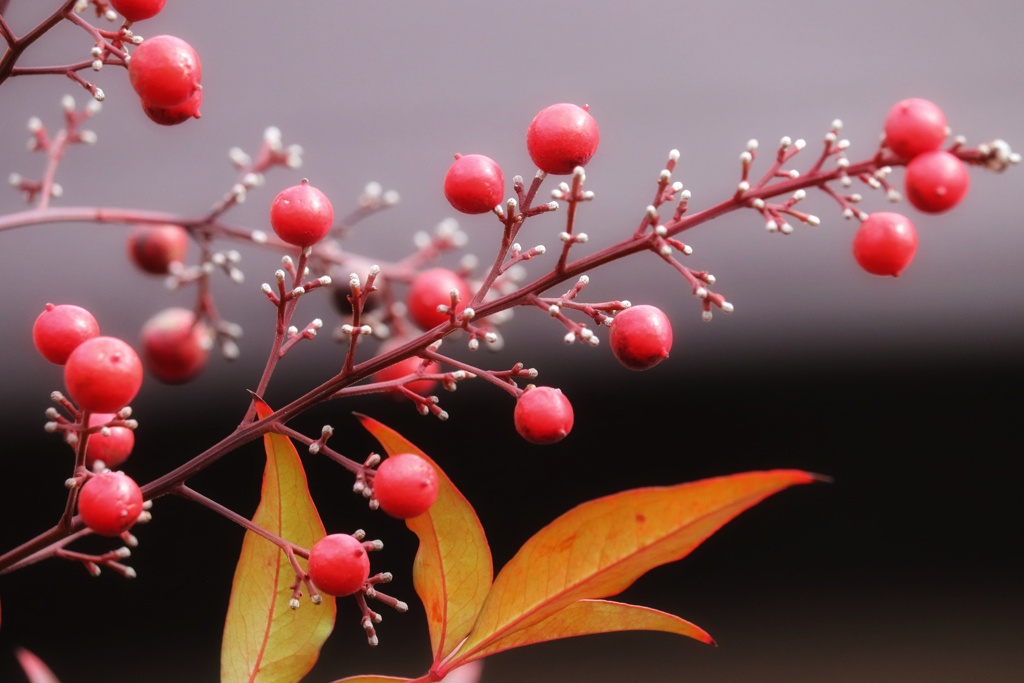 近所の花探し（１）