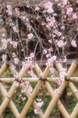 竹垣と梅